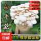 蘑菇種植包菌包菌種食用菌菌菇包平菇香菇室內(nèi)家庭盆栽菌種家種包 白平菇【標準款】 1包約【1包重量500-800g】【不出菇包賠】