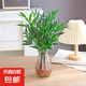 驅(qū)蚊竹柏水培植物大棵室內(nèi)水養(yǎng)綠植花卉盆栽辦公室桌面驅(qū)蚊草好養(yǎng) 精選竹柏10棵+透明鉆石瓶+肥+石