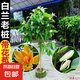 白蘭花盆栽老樁玉蘭花樹苗黃角蘭帶花苞室內(nèi)庭院濃香型四季開花卉 粗桿老樁白蘭1.4米 樹形優(yōu)美1棵