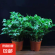 幸福樹平安樹綠植花卉小盆栽室內(nèi)客廳辦公室四季常青植物凈化空氣 5A幸福平安樹2盆多顆原盆+肥料