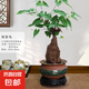 何首烏盆栽盆景老樁植物根球盆景爬藤植物中草藥植物盆栽盆景 何首烏（20年根球）圓形哥窯藍(lán)釉20-30cm高