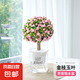 金枝玉葉多肉植物組合盆栽綠植花卉水培水養(yǎng)精品高端冷門(mén)稀有老樁 早安吸水盆+金枝玉葉 獨(dú)桿（高22-30cm）