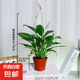 【熱銷款】白掌一帆風(fēng)順盆栽水培植物室內(nèi)花綠植紅掌發(fā)財(cái)樹吸甲醛 特級(jí)白掌10-12株帶花【基地原盆原土】