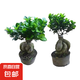 金錢榕樹盆景老樁小葉榕苗木造型盆栽人參榕室內(nèi)綠植提根綠植矮莊 【買一送一】中富貴榕高25cm左右