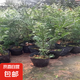 南方紅豆杉樹苗地栽景凈化空氣大型庭院植物正曼迪亞紅豆杉苗盆景 【南方紅豆杉】營養(yǎng)缽苗 高40-50 不含盆
