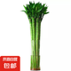 【帶根富貴竹轉(zhuǎn)運(yùn)竹龍竹】招財(cái)水培植物客廳彎竹開(kāi)運(yùn)竹子盆栽花卉 50-55cm多頭龍竹--6支