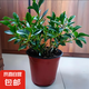 長壽花盆栽四季開花重瓣金狐貍大花帶花苞花苗面好養(yǎng)活花卉植物 宮燈長壽花帶花苞約15-23cm