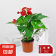 大號(hào)紅掌高30-40cm 鴻運(yùn)當(dāng)頭室內(nèi)花盆栽客廳辦公室開(kāi)花類(lèi)四季好養(yǎng) 【原盆原土】高約45起 30-40cm