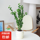 【卷葉榕】卷福卷葉榕盆栽超好養(yǎng)活紫葉吊蘭觀葉耐陰植物綠植花卉 3株苗高35-45cm配懶人吸水盆