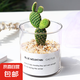 多肉植物仙人掌盆栽室內(nèi)肉肉仙人球小盆栽開花可愛(ài)桌面綠植 黃毛掌+玻璃盆+黃金砂+營(yíng)養(yǎng)土 含盆