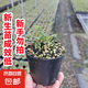 姬月季日本姬乙女姬超微薔微迷你盆景庭院室內(nèi)陽臺面盆栽花卉 約5-10cm姬月季新生苗【無花苞】 帶盆栽好