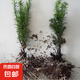 南方紅豆杉樹(shù)苗地栽景凈化空氣大型庭院植物正曼迪亞紅豆杉苗盆景 多分支已授粉20-30厘米2棵【成活】 不含盆