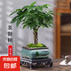 【辮子發(fā)財樹】年宵花?室內(nèi)客廳禪意招財樹盆景辦公室好養(yǎng)四季 辮子發(fā)財樹+【四方山水畫盆】+方底座