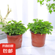 幼兒園植物小盆栽含羞草盆栽室內(nèi)趣味花卉四季害羞草陽臺植物學(xué)校 10cm左右含羞草X2【原土原盆】+肥料 含盆