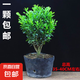 邇英閣黃楊盆景耐寒辦公室內(nèi)盆栽四季常青好養(yǎng)客廳花卉庭院樹苗桌 黃楊盆栽35厘米高 不含盆  根部帶土球發(fā)貨  包成活