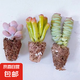 【招財進寶多肉】錢串吸財樹桃蛋吹雪之松錦精選系列好養(yǎng)基地直發(fā) 桃蛋+吸財樹+錢串
