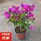 三角梅盆栽帶花老樁爬藤植物重瓣四季陽(yáng)臺(tái)盆栽大苗耐熱好養(yǎng)活綠櫻 云南紫