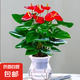 大號(hào)紅掌高30-40cm 鴻運(yùn)當(dāng)頭室內(nèi)花盆栽客廳辦公室開(kāi)花類(lèi)四季好養(yǎng) 【玻璃儲(chǔ)水盆】 高45起 2盆 30-40cm