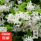 風(fēng)車(chē)茉莉爬藤植物庭院大苗絡(luò)石藤銀絲茉莉花四季開(kāi)花盆栽花卉好養(yǎng) 1米左右高度三顆+肥 帶點(diǎn)土發(fā)貨【不含盆】