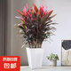 【紅葉朱蕉盆栽】年宵花?老樁室內(nèi)綠植落地好養(yǎng)可水養(yǎng)四季紅植物 紅葉朱蕉【白色梯形盆10苗起】 高度1-1.2米