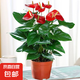大號(hào)紅掌高30-40cm 鴻運(yùn)當(dāng)頭室內(nèi)花盆栽客廳辦公室開(kāi)花類(lèi)四季好養(yǎng) 【原盆原士】高約30 30-40cm