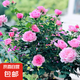 果汁陽臺(tái)月季花苗四季開花卉盆栽綠植物室內(nèi)花易活玫瑰帶花苞庭院 鈴之妖精【中花濃香，月月開分枝多】 【帶花苞】【盆口徑15cm】原盆冠25高35