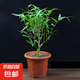 佛肚竹盆栽室內(nèi)好養(yǎng)活四季常青羅漢葫蘆竹陽(yáng)臺(tái)客廳老樁綠植物盆景 老樁佛肚竹原盆土一顆