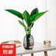 【大葉金鉆】水培綠植室內(nèi)客廳花卉盆栽四季好養(yǎng)辦公室植物吸甲醛 灰色大肚瓶+營(yíng)養(yǎng)液 【高度50-60】水培大金鉆