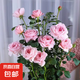 【果汁陽臺月季】大苗玫瑰花苗盆栽大花歐月濃香陽臺庭院帶花苞 瑞典女王【帶花苞】 大苗【開花爆滿】