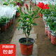 扶桑花盆栽重瓣帶花苞紅色朱瑾牡丹草陽(yáng)臺(tái)四季開(kāi)花卉室內(nèi)植物綠植 大紅色重瓣【帶花苞】5年苗（原 含盆