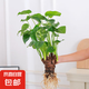 水培植物千手觀音盆栽?xún)艋諝馐覂?nèi)大葉滴水觀音龜背竹綠植吸甲醛 單顆8到10頭老樁40-50cm