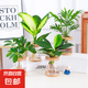 錦楓4盆裝水培植物室內(nèi)好養(yǎng)新房辦公室吸除甲醛四季綠植帶瓶發(fā)貨 【超值4盆裝】如圖植物4顆+4個(gè)樹脂可視塑料花瓶