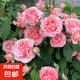 果汁陽臺月季花苗四季開花卉盆栽綠植物室內(nèi)花易活玫瑰帶花苞庭院 珊瑚果凍【大花濃香，月月開分枝多】 【帶花苞】【盆口徑15cm】原盆冠25高35