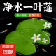 水培一葉蓮浮萍迷你水草凈化水質(zhì)魚缸造景睡蓮花水生水養(yǎng)花卉植物 一葉蓮 【3片裝】尺寸8-11厘米