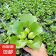 水養(yǎng)花卉浮萍水草葫蘆植物魚(yú)塘魚(yú)池魚(yú)缸養(yǎng)烏龜缸凈化水質(zhì)水芙蓉 葫蘆5株送3株（實(shí)發(fā)8株） 5-10cm直徑