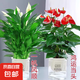 大號(hào)紅掌高30-40cm 鴻運(yùn)當(dāng)頭室內(nèi)花盆栽客廳辦公室開(kāi)花類(lèi)四季好養(yǎng) 【透明吸水盆】白掌+紅掌 高約35 30-40cm
