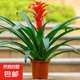 【鴻運(yùn)當(dāng)頭】年宵花?鳳梨花盆栽四季開(kāi)花植物室內(nèi)客廳陽(yáng)臺(tái)觀花 鴻運(yùn)當(dāng)頭大紅心+培育原盆+肥料