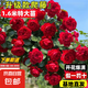 1.6米爬藤月季大苗蒂娜四季開花薔薇基地直發(fā)【買就送扦插小苗】 弗洛倫蒂娜1.6米開花爆滿 送種植說明書