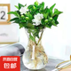 梔子花盆栽四季開花帶花苞室內(nèi)綠蘿水培花卉綠植物茉莉花九里香 高配款：15-20cm【帶花苞6株】開花飄香 濃香型梔子花【帶花苞】10天開花