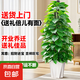 大葉綠蘿柱盆栽客廳綠植辦公室內(nèi)吸甲醛凈化空氣大型綠蘿好養(yǎng)易活 A級【旺宅樹】大葉綠蘿柱1.4-1.5米+鉆石盆