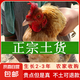 農(nóng)家散養(yǎng)走地老母雞黃油老母雞小笨雞笨公雞土雞柴雞生長2-3年 2斤-2.2斤/只(小笨雞母雞)