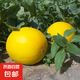 甘肅沙漠民勤蜜瓜當(dāng)季新鮮甜瓜蜜瓜金紅寶黃河蜜黃肉黃皮香瓜 凈重5-6斤 2-3枚裝