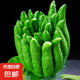佛手柑云南新鮮佛手果柑應(yīng)季單個(gè)大佛手柑鮮果食用清供把玩聞香 單果650-800g 1個(gè) 發(fā)貨均為綠色，長(zhǎng)時(shí)間擺放會(huì)變黃