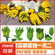 佛手柑云南新鮮佛手果柑應季單個大佛手柑鮮果食用清供把玩聞香 單果250-350g 1個 發(fā)貨均為綠色，長時間擺放會變黃