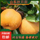 正宗山東秋月梨新鮮脆甜多汁當季水果萊陽冰糖梨蜜梨沐真 帶箱1斤