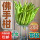 佛手柑云南新鮮佛手果柑應季單個大佛手柑鮮果食用清供把玩聞香 單果500-650g 1個 發(fā)貨均為綠色，長時間擺放會變黃
