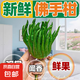 佛手柑云南新鮮佛手果柑應季單個大佛手柑鮮果食用清供把玩聞香 【推薦】單果350-500g 1個 發(fā)貨均為綠色，長時間擺放會變黃