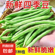 新鮮現(xiàn)摘四季豆角農(nóng)家蔬菜九月青油豆角整箱蔬菜生鮮源頭直發(fā) 云南四季豆新鮮現(xiàn)摘【凈重1斤】