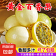 正宗廣西欽蜜9號(hào)黃金百香果毅果應(yīng)季新鮮水果 現(xiàn)摘現(xiàn)發(fā) 品質(zhì)好貨 寶寶果20個(gè)單果30g以下迷你果