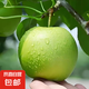碭山青皮蜜梨蘇翠皇冠翠冠青梨新鮮當(dāng)季皮薄脆甜多汁包甜鈦睿 蘇翠3斤
